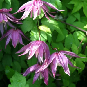 Clematis TRY ME
