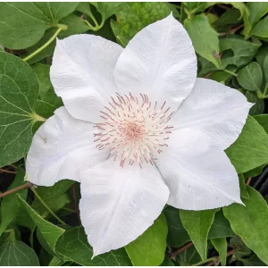 Clematis Valge Daam white
