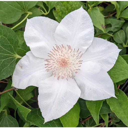 Clematis Valge Daam white