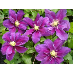 Clematis Varenne