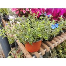 Kőmagcserje - Lithodora diffusa Heaven Blue