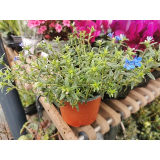 Kőmagcserje - Lithodora diffusa Heaven Blue