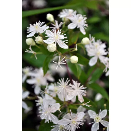 Clematis virginiana