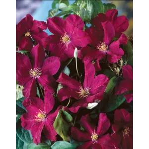 Clematis Voluceau