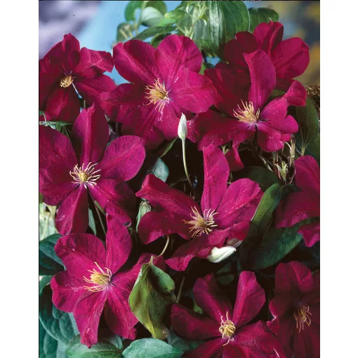 Clematis Voluceau