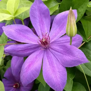 Clematis Xerxes