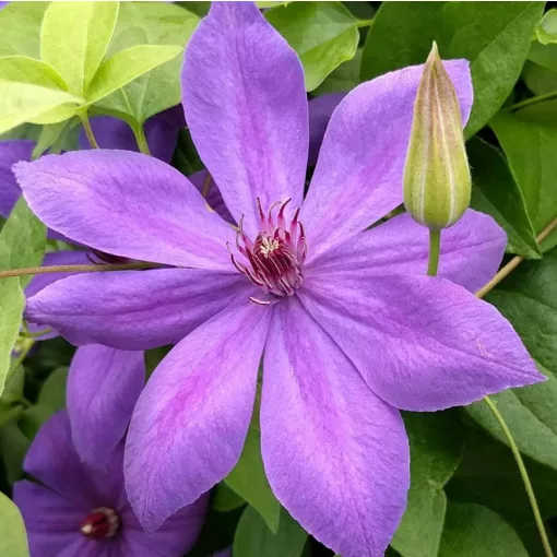 Clematis Xerxes