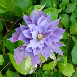 Clematis Yvette Houry