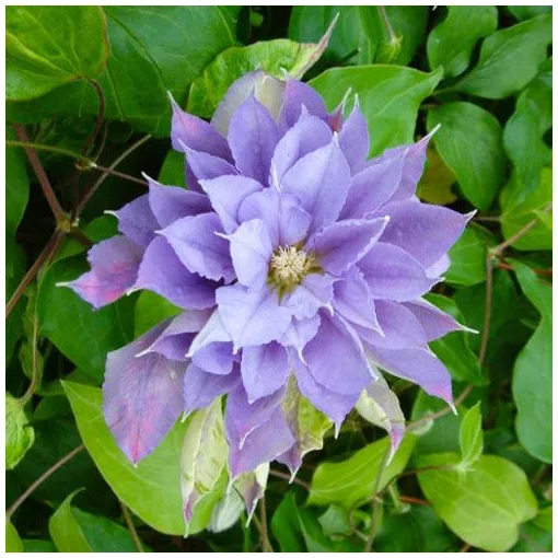 Clematis Yvette Houry