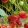 Fragaria Elsanta - Szamóca
