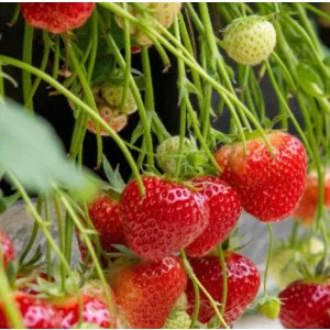 Fragaria Elsanta - Szamóca