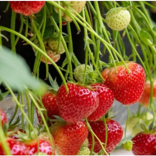 Fragaria Elsanta - Szamóca
