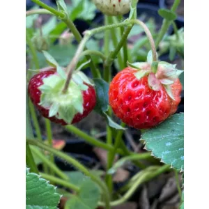 Fragaria Framberry - Szamóca