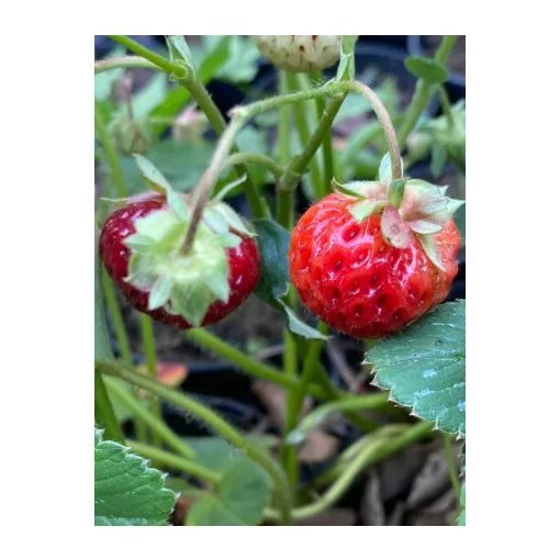 Fragaria Framberry - Szamóca