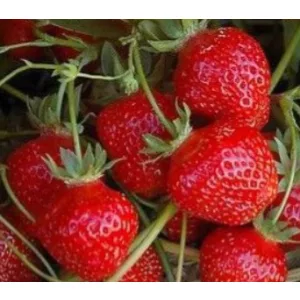 Fragaria Gento - Szamóca