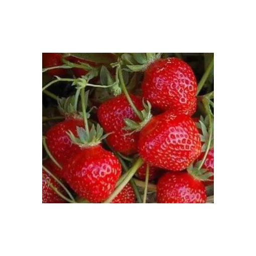 Fragaria Gento - Szamóca