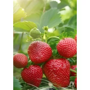 Fragaria Gorella - Szamóca