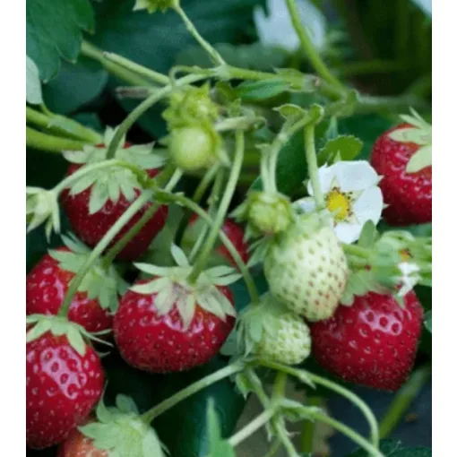 Fragaria Mara des Bois - Szamóca