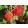 Fragaria Ostara - Szamóca