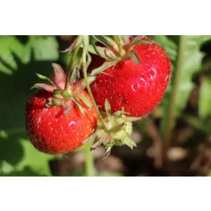 Fragaria Ostara - Szamóca
