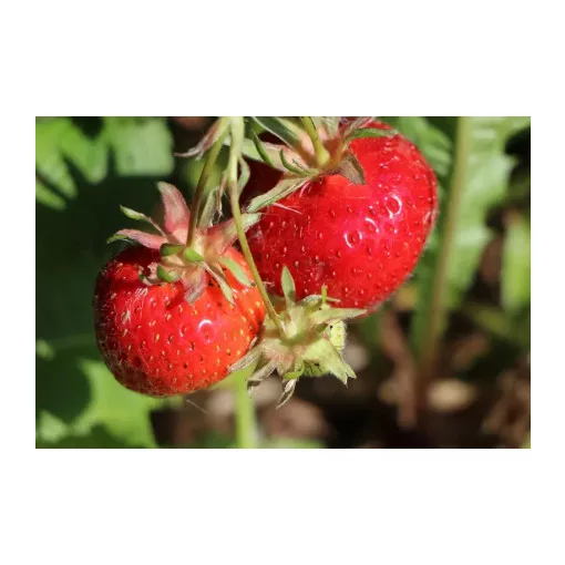 Fragaria Ostara - Szamóca
