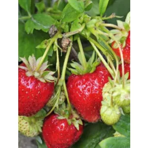 Fragaria Rabunda - Szamóca