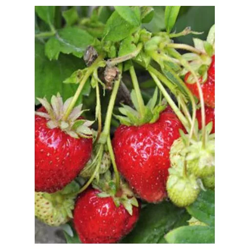 Fragaria Rabunda - Szamóca