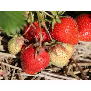 Fragaria Senga Sengana - Szamóca
