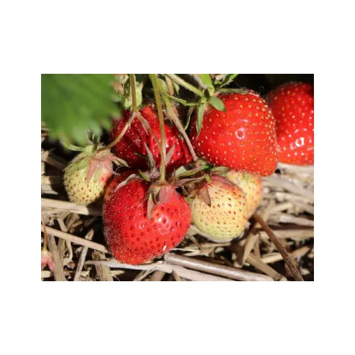 Fragaria Senga Sengana - Szamóca
