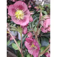 Helleborus Dacaya - Hunyor