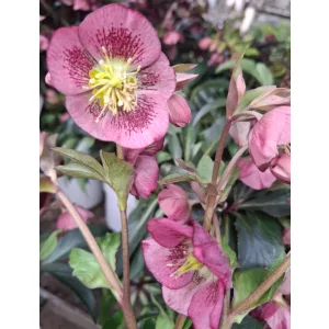 Helleborus Dacaya - Hunyor