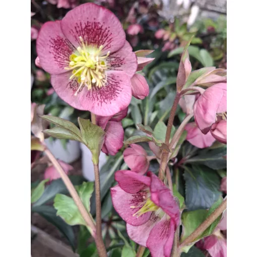 Helleborus Dacaya - Hunyor