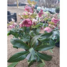 Helleborus Dacaya - Hunyor