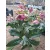 Helleborus Dacaya - Hunyor