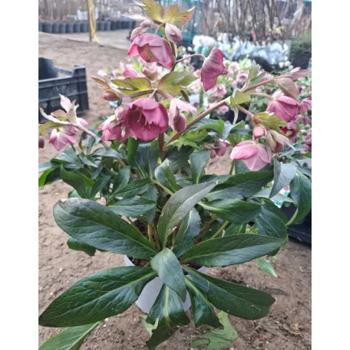 Helleborus Dacaya - Hunyor