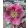 Helleborus Frostkiss Rhythm Pink - Hunyor