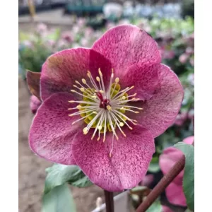 Helleborus Frostkiss Rhythm Pink - Hunyor