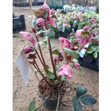 Helleborus Frostkiss Rhythm Pink - Hunyor
