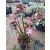 Helleborus Frostkiss Rhythm Pink - Hunyor