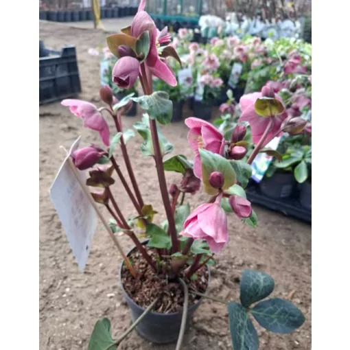 Helleborus Frostkiss Rhythm Pink - Hunyor