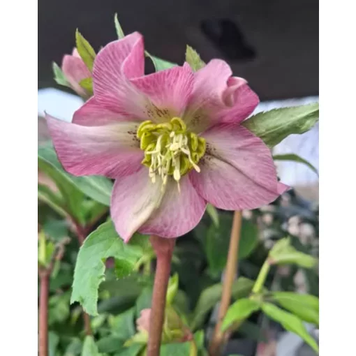Helleborus Early Pink - Hunyor