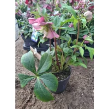 Helleborus Early Pink - Hunyor
