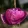 Magnolia Meganolia (syn. Felix Jury) - Magnólia