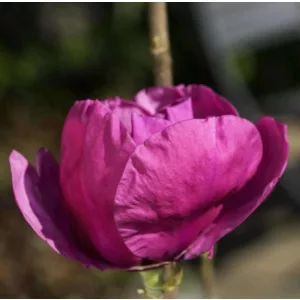 Magnolia Meganolia (syn. Felix Jury) - Magnólia