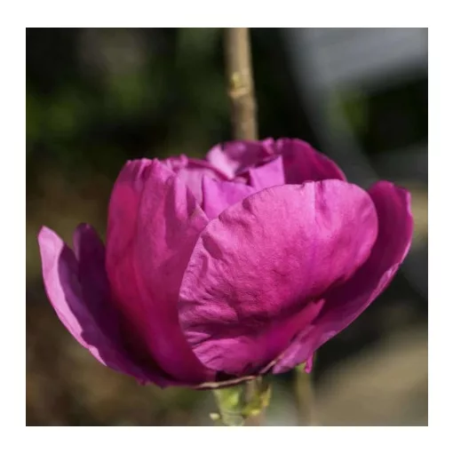 Magnolia Meganolia (syn. Felix Jury) - Magnólia