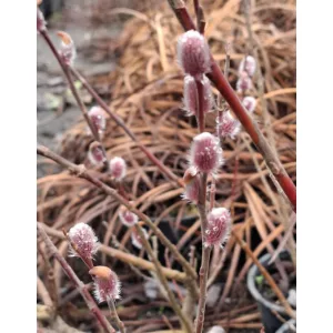   Salix gracilistyla Mount Aso (törzses) - Piros virágú barkafűz