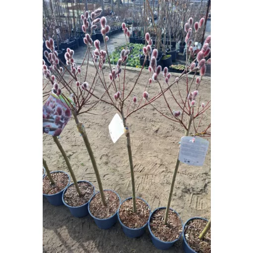 Salix gracilistyla Mount Aso (törzses) - Piros virágú barkafűz