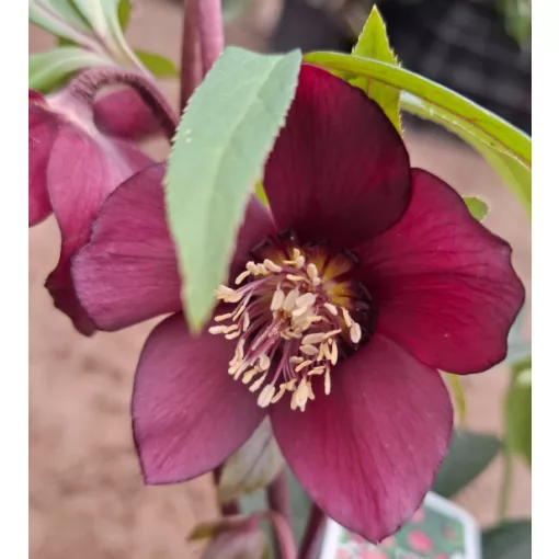 Helleborus orientalis - Hunyor 26/4