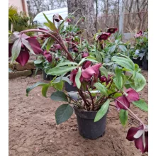 Helleborus orientalis - Hunyor 26/4