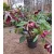 Helleborus orientalis - Hunyor 26/4